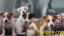 JACK RESSUL TERRIER YAVRULARIMIZ 2