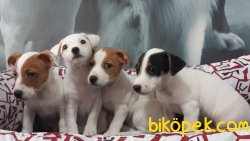 JACK RESSUL TERRIER YAVRULARIMIZ 2