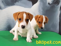 JACK RESSUL TERRIER YAVRULARIMIZ 1
