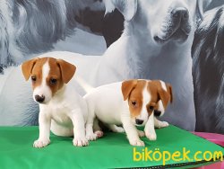 JACK RESSUL TERRIER YAVRULARIMIZ 4