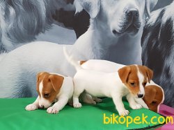 JACK RESSUL TERRIER YAVRULARIMIZ 2