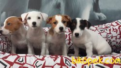 JACK RESSUL TERRIER YAVRULARIMIZ 1