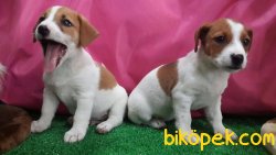 JACK RESSUL TERRIER YAVRULARIMIZ 5