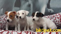 JACK RESSUL TERRIER YAVRULARIMIZ 3