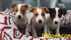 JACK RESSUL TERRIER YAVRULARIMIZ 1