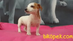 JACK RESSUL TERRIER YAVRULARIMIZ 5