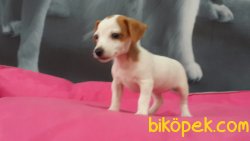 JACK RESSUL TERRIER YAVRULARIMIZ 4