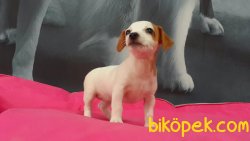JACK RESSUL TERRIER YAVRULARIMIZ 3