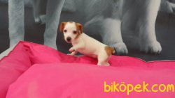 JACK RESSUL TERRIER YAVRULARIMIZ 2