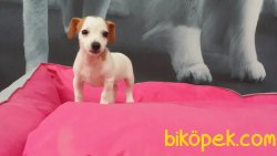 JACK RESSUL TERRIER YAVRULARIMIZ 1