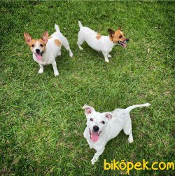JACK RESSUL TERRIER YAVRULARIMIZ 4