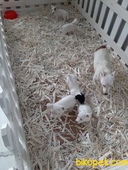 JACK RESSUL TERRIER YAVRULARIMIZ 5