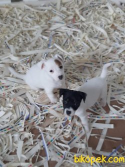 JACK RESSUL TERRIER YAVRULARIMIZ 2