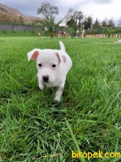 JACK RESSUL TERRIER YAVRULARIMIZ 2