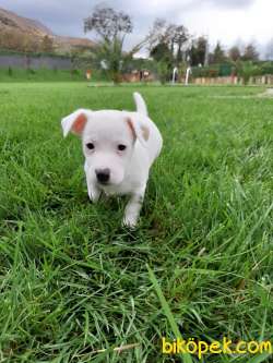 JACK RESSUL TERRIER YAVRULARIMIZ 3