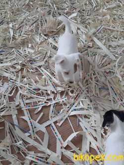 JACK RESSUL TERRIER YAVRULARIMIZ 4
