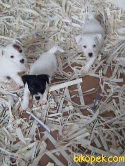 JACK RESSUL TERRIER YAVRULARIMIZ 2