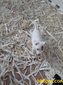 JACK RESSUL TERRIER YAVRULARIMIZ 3