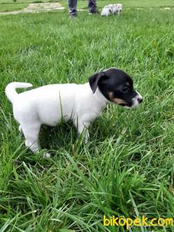 JACK RESSUL TERRIER YAVRULARIMIZ 4