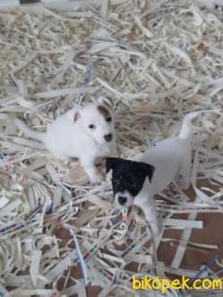 JACK RESSUL TERRIER YAVRULARIMIZ 2