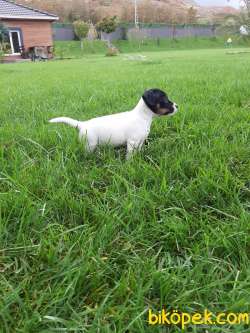 JACK RESSUL TERRIER YAVRULARIMIZ 3
