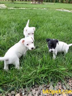 JACK RESSUL TERRIER YAVRULARIMIZ 4