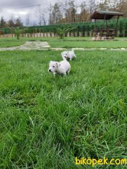 JACK RESSUL TERRIER YAVRULARIMIZ 3