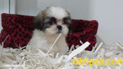SHIH TZU YAVRULARI 4