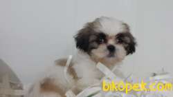 SHIH TZU YAVRULARI 1