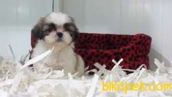 SHIH TZU YAVRULARI 2