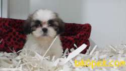 SHIH TZU YAVRULARI 3