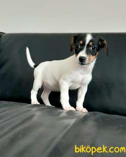JACK RESSUL TERRIER YAVRULARIMIZ 2