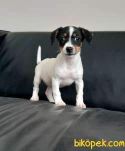 JACK RESSUL TERRIER YAVRULARIMIZ 1