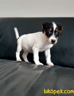 JACK RESSUL TERRIER YAVRULARIMIZ 4
