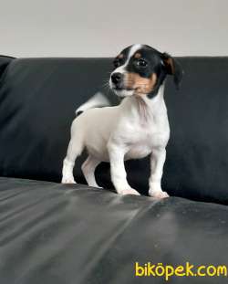 JACK RESSUL TERRIER YAVRULARIMIZ 5