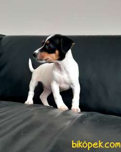 JACK RESSUL TERRIER YAVRULARIMIZ 2