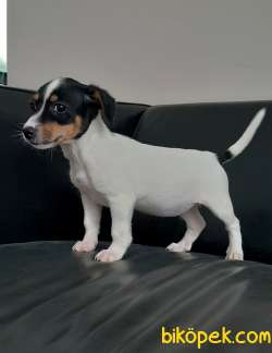 JACK RESSUL TERRIER YAVRULARIMIZ 3