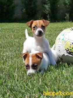 JACK RESSUL TERRIER YAVRULARIMIZ 3