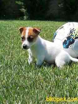 JACK RESSUL TERRIER YAVRULARIMIZ 2