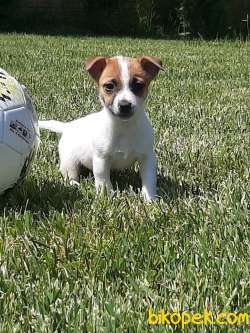 JACK RESSUL TERRIER YAVRULARIMIZ 5