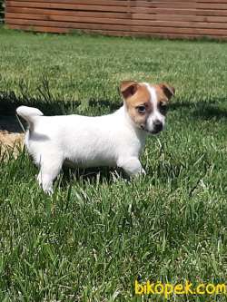 JACK RESSUL TERRIER YAVRULARIMIZ 3