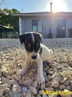 Jack Russel 3