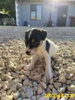 Jack Russel 4