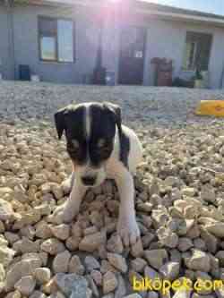 Jack Russel 2