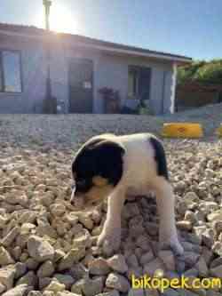 Jack Russel 1