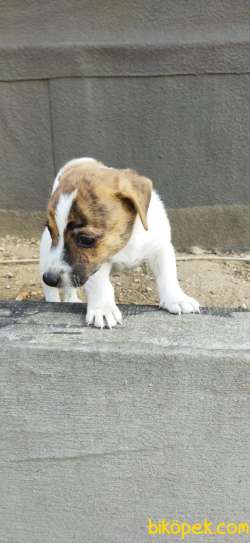 Jack Russel 40 Günlük Yavru Erkek 3