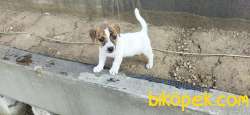 Jack Russel 40 Günlük Yavru Erkek 2