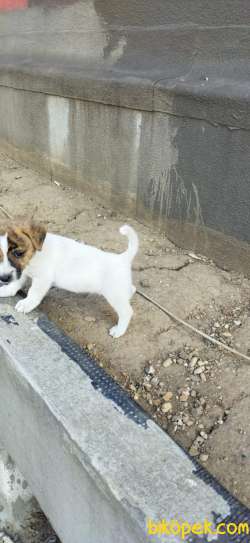 Jack Russel 40 Günlük Yavru Erkek 4