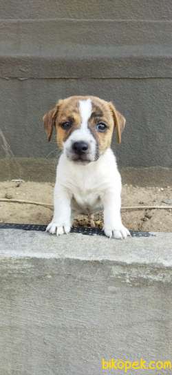 Jack Russel 40 Günlük Yavru Erkek 1