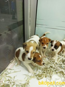 Jack Russel Di̇şi̇ Erkek Yavrularımız 3